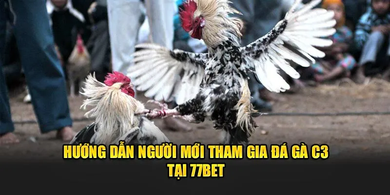 Hướng dẫn người mới tham gia đá gà C3 tại 77Bet 