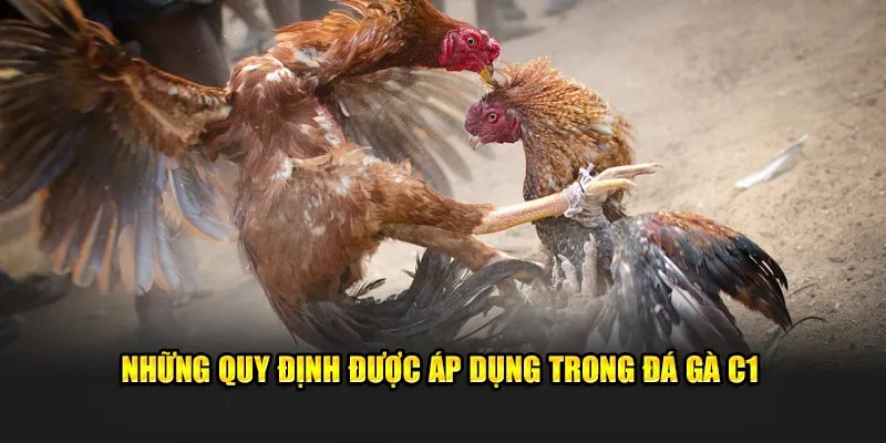 Những quy định được áp dụng trong đá gà C1